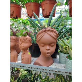 Cây lưỡi hổ ngà voi ngắn – Sansevieria Boncel