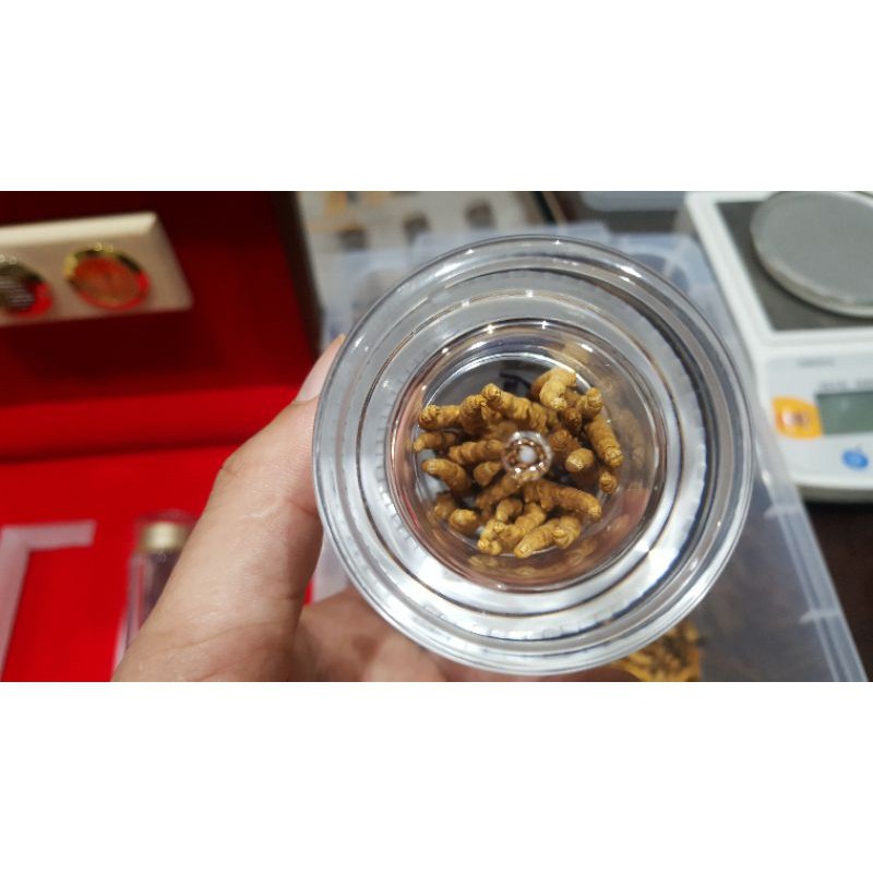 Đông Trùng Hạ Thảo Nguyên Con Tây Tạng Hộp 10g 30 Con Loại Đặc Biệt  ❤️