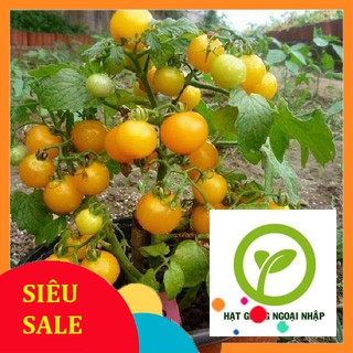Hạt giống cà chua cherry lùn vàng 30 hạt HAT F1