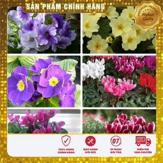 Hạt giống hoa anh Thảo F1 nhiều màu ( gói 5 hạt )