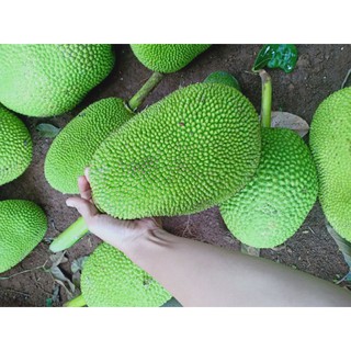 Mít non sạch từ Vườn - Làm các món gỏi, canh, chiên,..