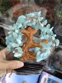 Cây đá vụn đá