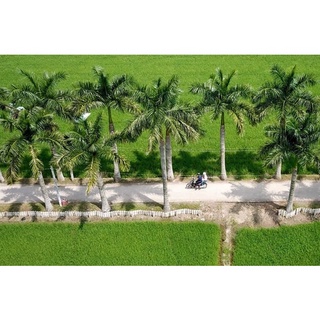 cây giống Cau Vua (chuẩn giống )
