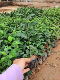 Combo 2 Cây nhất chi mai giống