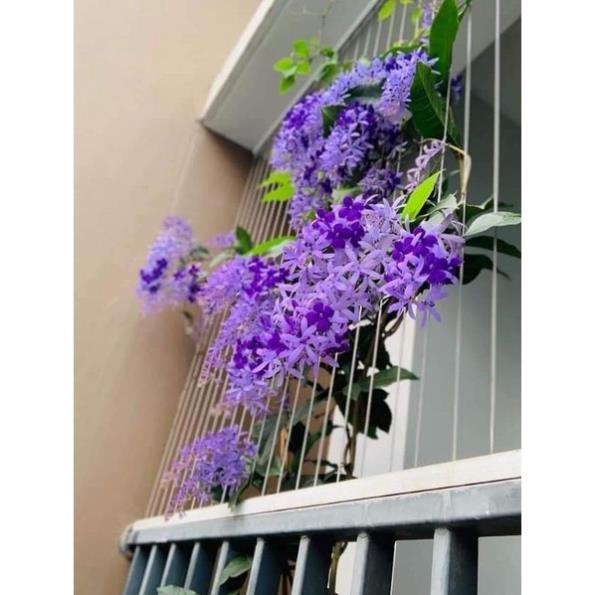 Cây hoa mai xanh chuẩn thái lan siêu xinh