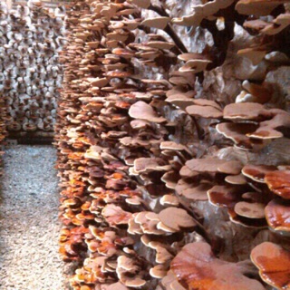 Nấm linh chi đỏ Việt Nam loại 1