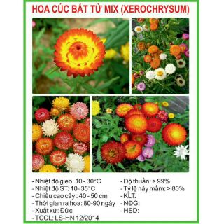 10 gói hạt giống hoa cúc bất tử