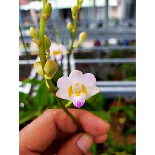 Chậu Hồ Điệp Rừng