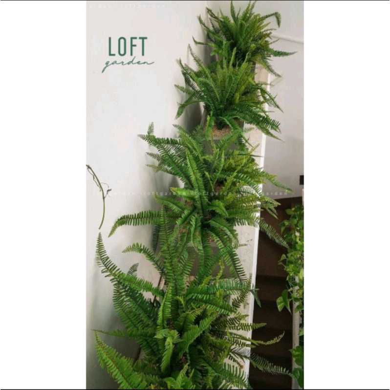 Cây dương xỉ lùn