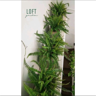 Cây dương xỉ lùn (làm cảnh)