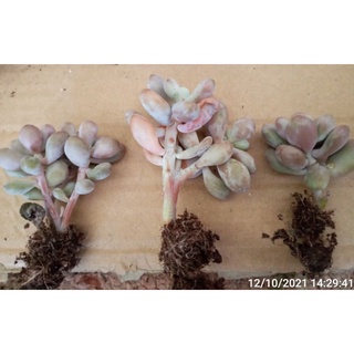 Cây sỏi hồng