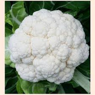 Hạt giống súp lơ trắng (0,5g)
