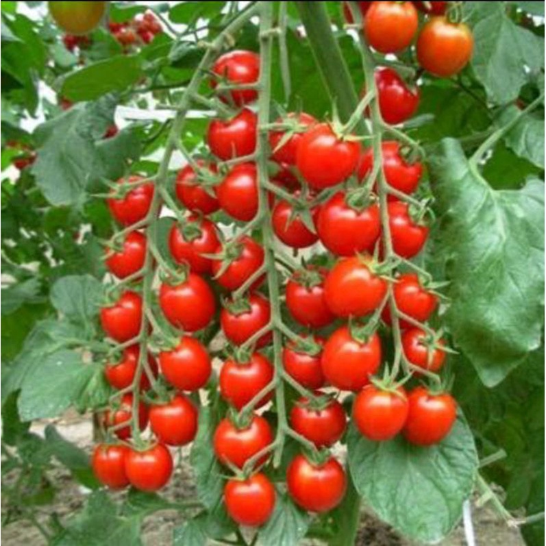 Hạt giống cà chua cherry đỏ ngọt Rạng Đông gói hơn 30 hạt