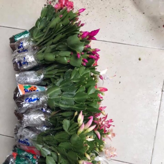 Lan càng cua
