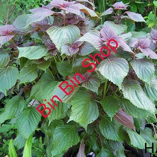 Hạt giống rau Tía Tô ( gia vị ngon)