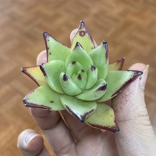 Sen đá đế vương gieo hạt. size bầu.