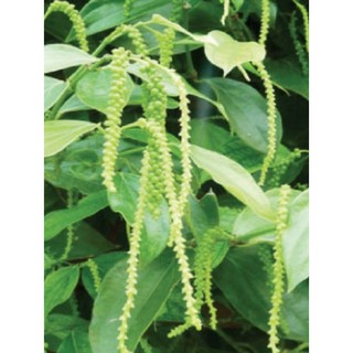 1 hộp Phân Bón Lá RONG BIỂN (10  gói-10gr)