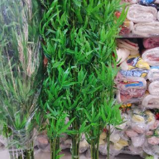 Cây trúc giả