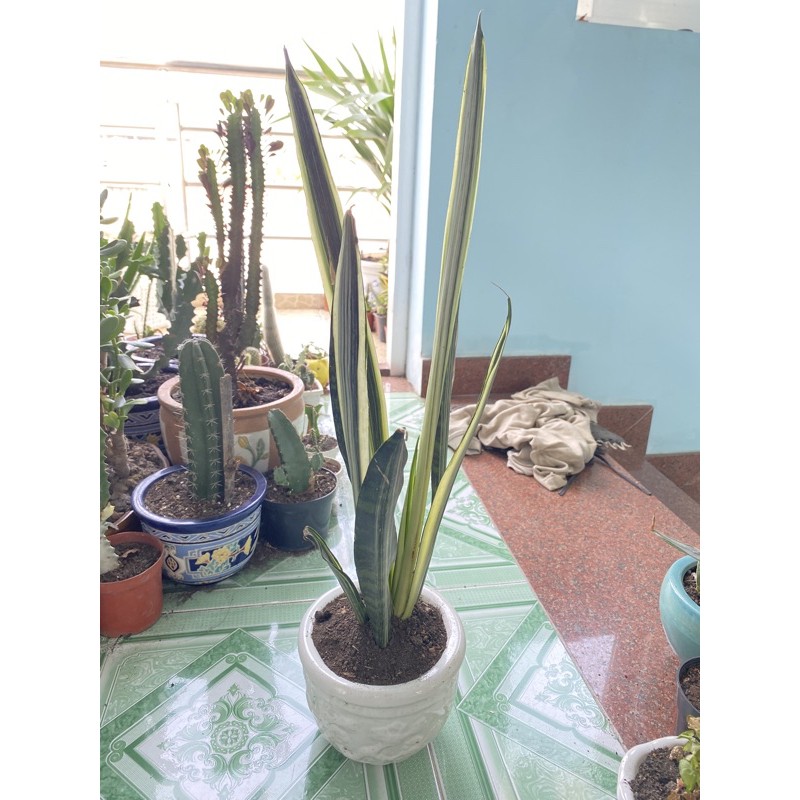Lưỡi Hổ Thái Sọc Trắng sansevieria Thai
