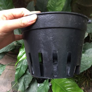 {GIÁ TẬN GỐC } Chậu nhựa trồng lan phi 16 [Giá sỉ]