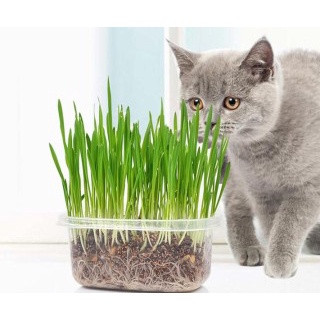 Combo gieo trồng cỏ lúa mì tiện lợi giúp mèo bổ sung chất xơ, tiêu búi lông - MIAOCAT