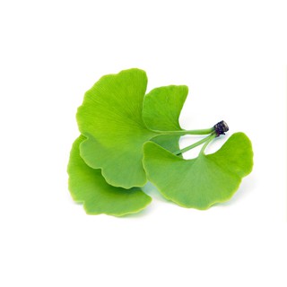 TRÀ LÁ BẠCH QUẢ ORIHIRO (26 TÚI LỌC/ HỘP)