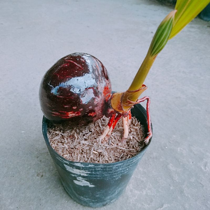 Cây Dừa Bonsai