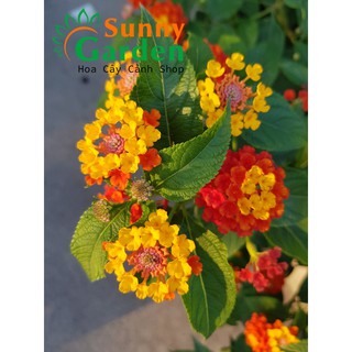 Cây Trâm Ổi ( Hoa Ngũ Sắc) - Cây Cảnh