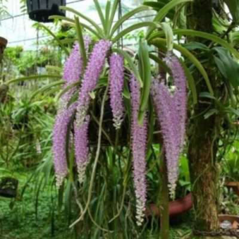 LAN CHỒN BÓC RỪNG 1 CÂY