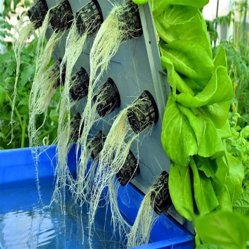 DUNG DỊCH DINH DƯỠNG THỦY CANH HYDRO UMAT V CHO RAU ĂN LÁ CHAI 500ML