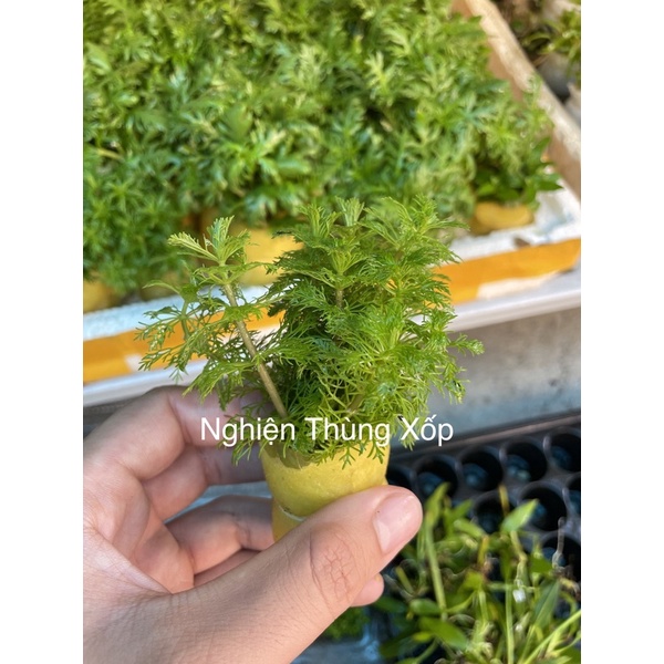 Cây Thuỷ Sinh TIỂU BẢO THÁP 20k/12 ngọn - Cây thủy sinh không cần CO2