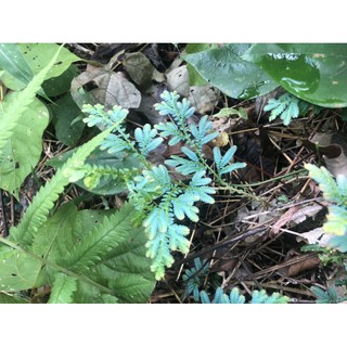 10 cây quyển bá dạ Quang kiểng lá