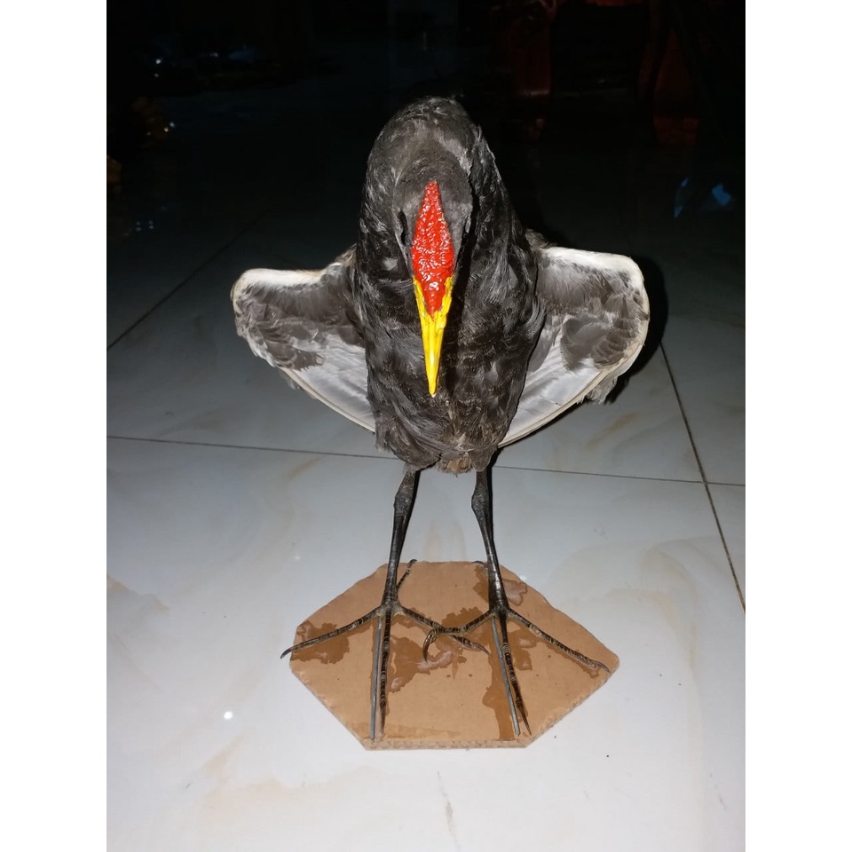 Mẹt Bán Nguyệt : Bịp , Quốc .Chiều rộng 50 cm - chiều dài 100cm Mẹt Đánh Mọi địa hình
