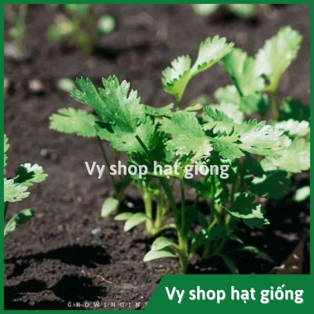 Hạt giống rau mùi ta  Thái Lan gói 870 hạt
