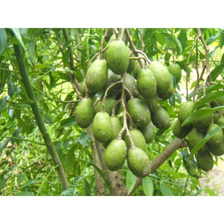 CÂY GIỐNG CÓC THÁI 30K
