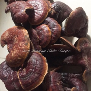 250G-500G NẤM LIM XANH - Trồng bán tự nhiên