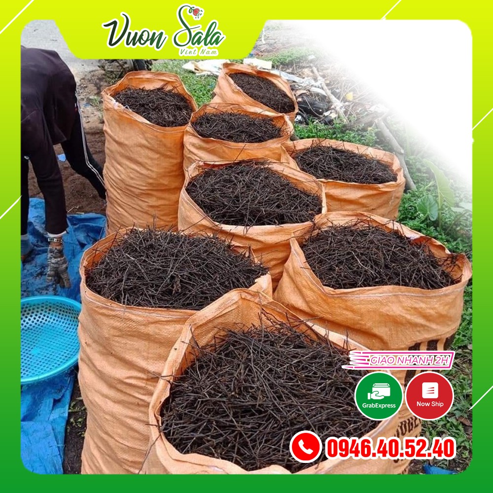 Dớn cọng giá thể chuyên trồng Lan