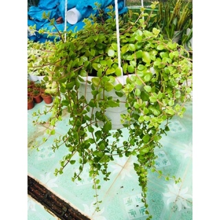 5 Cây vẩy rồng (10-20cm cắt cành)