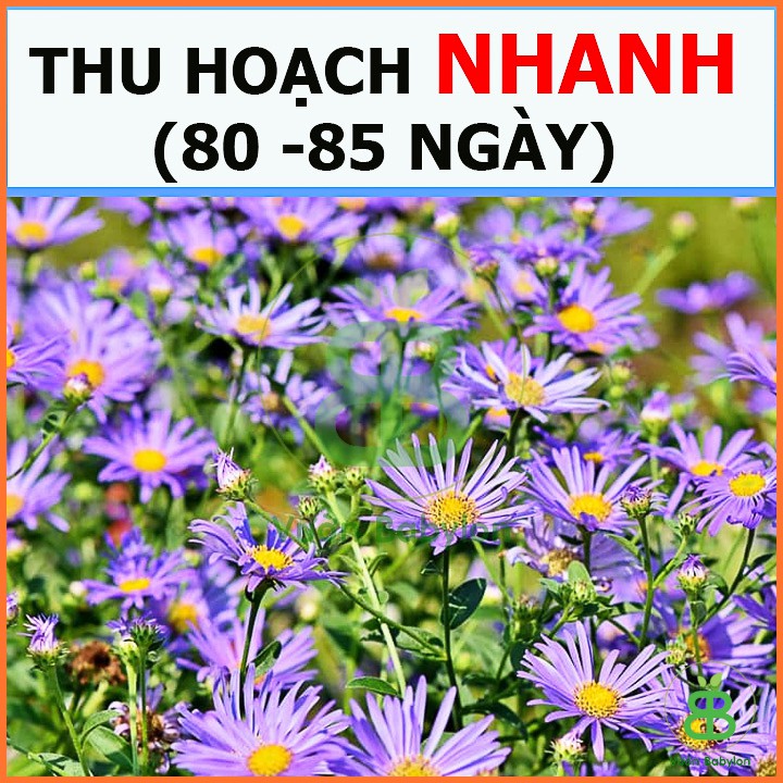 Hạt Giống Hoa Thạch Thảo Tím Dễ Trồng, Nhiều Hoa