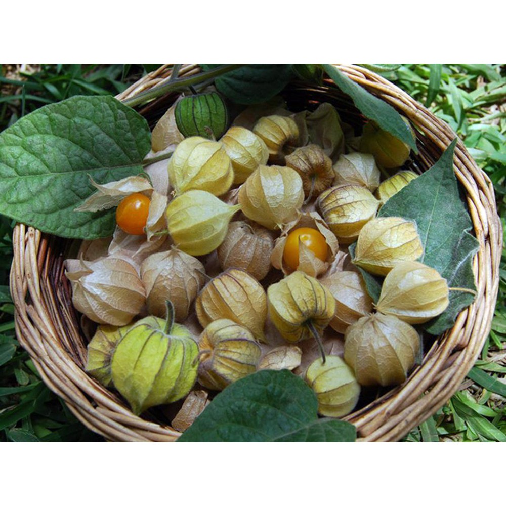 Hạt giống cây tầm bóp