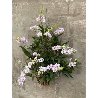 Lan Dendro Chớp sữa enobi (combo 2 cốc)