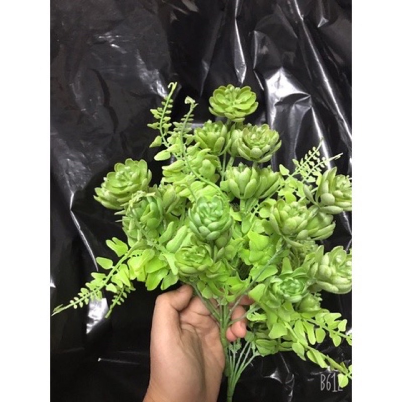 cụm dương sỉ_ hoa đá 7 nhánh