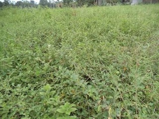 2kg cỏ sữa