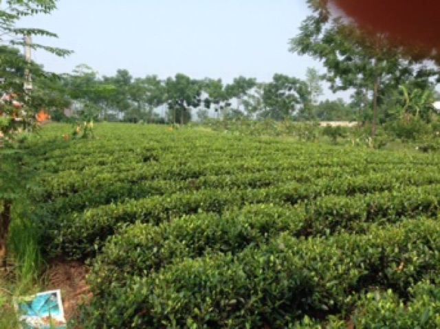 Chè  thái nguyên  loại ngon túi 100g