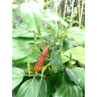 Cây tiêu lốt + Tặng (0,3kg) phân hữu cơ cao cấp