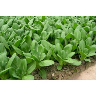 20GR - HẠT GIỐNG CẢI THÌA