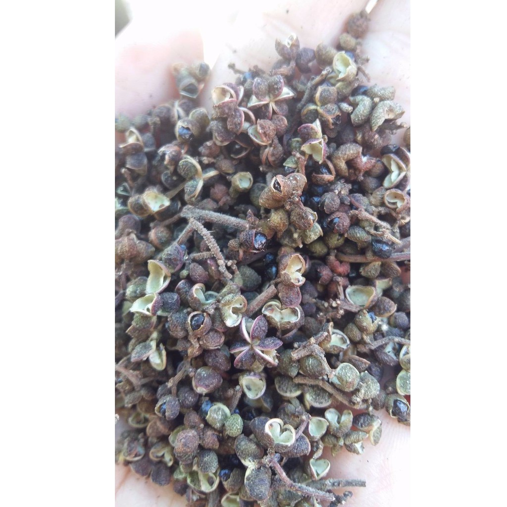 HẠT MẮC KHÉN SƠN LA - 500GR