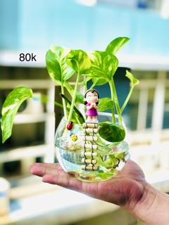 Tiểu cảnh trầu bà thuỷ sinh