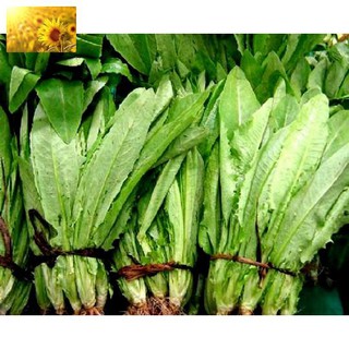 Hạt Giống Rau Diếp Thơm Đặc Biệt (5Gr) - Giàu Dinh Dưỡng, Thơm Ngon -MUA 3 TẶNG 1 CÙNG LOẠI