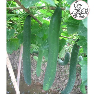 HẠT BÍ ĐAO CHANH, BÍ SẶT - GÓI 1 GRAM